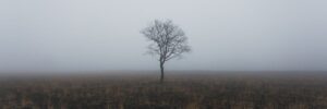 desolate foggy field with a single leafless tree in the middle